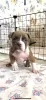 Photo №3. American Bully Pocket. Russian Federation