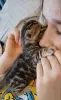 Photo №1. bengal cat - for sale in the city of Alabama Shores | 300$ | Announcement № 86820