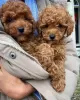 Photo №1. poodle (royal) - for sale in the city of Гамбург | 317$ | Announcement № 127471