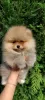 Additional photos: Pomeranian purebred BOO puppies