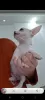 Photo №2 to announcement № 129068 for the sale of chihuahua - buy in Egypt private announcement