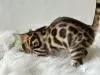 Additional photos: Gorgeous Bengal boy for breeding