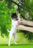 Additional photos: Toy fox terrier puppies