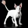 Photo №1. bull terrier - for sale in the city of Ufa | 976$ | Announcement № 34492