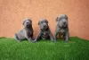 Additional photos: Bluenose Pitbull Puppies