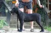 Photo №1. cane corso - for sale in the city of Loznica | negotiated | Announcement № 115937