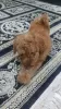 Photo №1. poodle (toy) - for sale in the city of Jettingen | Is free | Announcement № 129949