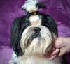 Additional photos: Shih tzu