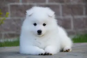 Photo №1. japanese spitz - for sale in the city of Moscow | 403$ | Announcement № 2536