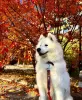 Photo №1. samoyed dog - for sale in the city of Tbilisi | 400$ | Announcement № 129110