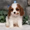 Photo №2 to announcement № 45716 for the sale of cavalier king charles spaniel - buy in Brazil 