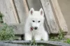 Additional photos: Siberian Husky puppy dog