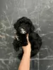 Photo №2 to announcement № 123538 for the sale of maltipu, poodle (toy) - buy in United States breeder