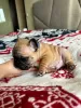 Additional photos: French bulldog puppies