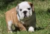 Photo №2 to announcement № 55845 for the sale of english bulldog - buy in Belgium breeder