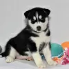 Photo №1. siberian husky - for sale in the city of Даллас | 500$ | Announcement № 45615