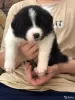 Additional photos: Border collie puppies, the smartest dog in the world