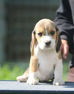 Photo №3. Perfect girl. Beagle. Belarus