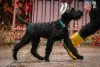 Photo №2 to announcement № 121750 for the sale of giant schnauzer - buy in Belarus from nursery