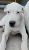 Additional photos: Dogo Argentino puppies