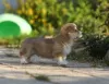 Photo №4. I will sell welsh corgi in the city of Cherepovets. breeder - price - 2366$