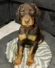 Photo №1. dobermann - for sale in the city of Copenhague | 486$ | Announcement № 83353