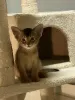 Photo №3. Abyssinian kittens are looking for new homes for adoption. Germany