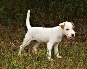 Additional photos: Parson Russell Terrier puppies