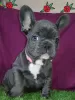 Photo №2 to announcement № 115877 for the sale of french bulldog - buy in Germany breeder