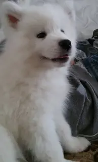 Photo №3. Samoyed puppies. Belarus