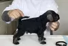 Additional photos: miniature schnauzer