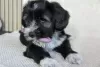 Photo №4. I will sell tibetan terrier in the city of Novosibirsk. breeder - price - negotiated