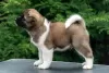 Photo №3. American Akita Puppies. Russian Federation