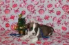 Photo №2 to announcement № 87223 for the sale of american staffordshire terrier - buy in Belarus from nursery