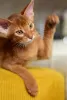 Photo №4. I will sell abyssinian cat in the city of Warsaw. from nursery, breeder - price - 528$