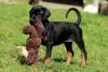 Photo №2 to announcement № 129313 for the sale of dobermann - buy in Austria private announcement