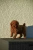 Additional photos: Mini Poodle, red and apricot colors