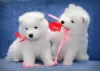 Photo №1. samoyed dog - for sale in the city of Tauragė | 370$ | Announcement № 75806