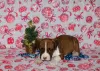 Additional photos: American Staffordshire Terrier puppies