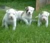 Photo №3. Miniature schnauzer puppies, small dog. Russian Federation