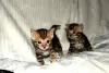 Photo №1. bengal cat - for sale in the city of Nuremberg | 370$ | Announcement № 123459