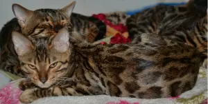 Additional photos: Bengal cat