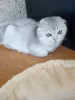 Photo №2 to announcement № 10013 for the sale of scottish fold - buy in Ukraine private announcement