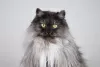 Photo №3. Fluffy beauty cat Delphine.. Russian Federation