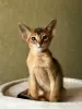 Photo №3. Abyssinian kittens. Belarus