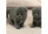 Photo №1. scottish fold - for sale in the city of Кортрейк | Is free | Announcement № 105583