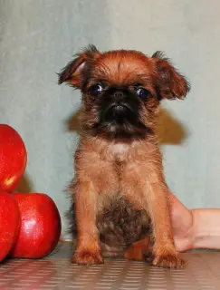 Additional photos: Griffon and Petit-Brabancon puppies of red color are waiting for the best