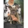 Photo №1. french bulldog - for sale in the city of Dreiliņi | 475$ | Announcement № 75522