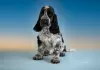 Photo №2 to announcement № 43014 for the sale of english cocker spaniel - buy in Russian Federation breeder