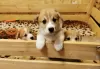 Photo №1. welsh corgi - for sale in the city of Канаш | 404$ | Announcement № 8300